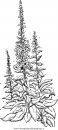 misti/giardino/blue bells.JPG
